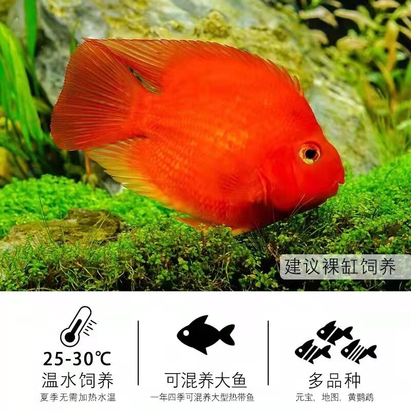 元寶鳳凰魚水溫：元寶鳳凰魚對水溫有一定的要求以下是關(guān)于元寶鳳凰魚水溫的詳細(xì)信息