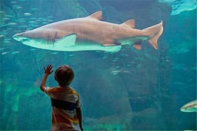 高背金龍魚會變過背 水族問答 第2張