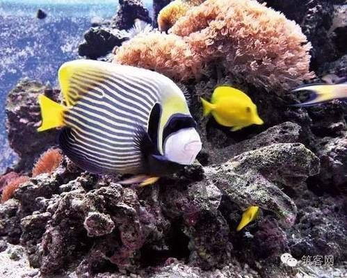 水族館布置圖：關(guān)于水族館布置圖的一些詳細(xì)信息 水族館百科（水族館加盟） 第3張