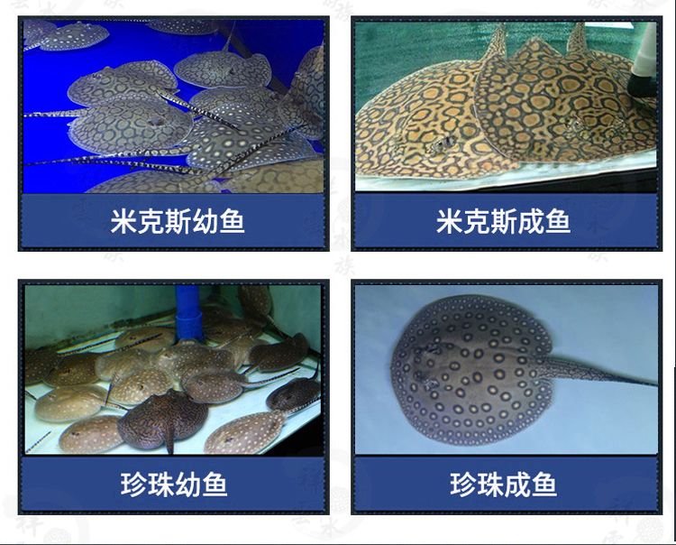 黑金魟魚飼料選擇技巧：黑金魟魚飼料品牌推薦 魟魚百科 第3張