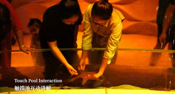 水族館有表演嗎：美人魚表演背后的故事 水族館百科（水族館加盟） 第5張