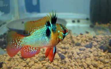 元寶鳳凰魚能活多少年的壽命：元寶鳳凰魚的壽命一般為6個月至大約1年，其壽命受多種因素影響 元寶鳳凰魚百科 第5張