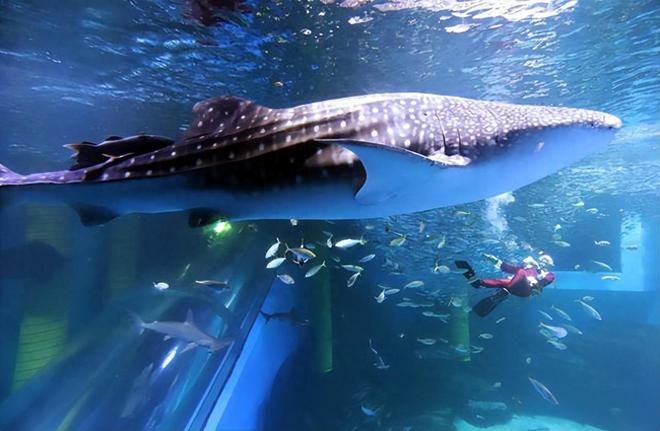 水族館文章：上海海洋水族館