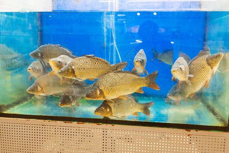 水族館文章：上海海洋水族館 水族館百科（水族館加盟） 第4張