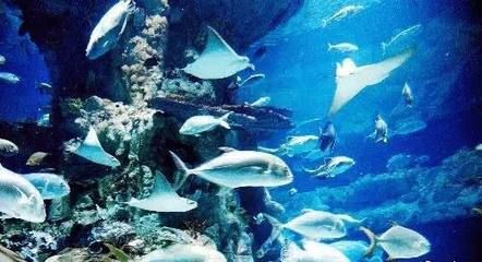 水族館代表什么：水族館不僅僅是一個展示水生生物的地方 水族館百科（水族館加盟） 第1張