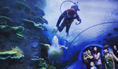 水族館代表什么：水族館不僅僅是一個展示水生生物的地方 水族館百科（水族館加盟） 第2張