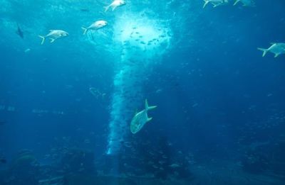 水族館代表什么：水族館不僅僅是一個展示水生生物的地方 水族館百科（水族館加盟） 第4張