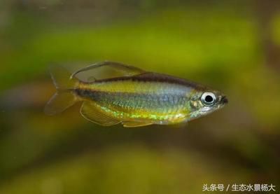 水族館的魚類具體的介紹：水族館中常見的水族館中常見的水族館魚類 水族館百科（水族館加盟） 第1張