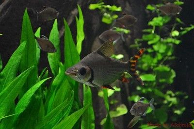 水族館的魚類具體的介紹：水族館中常見的水族館中常見的水族館魚類 水族館百科（水族館加盟） 第2張