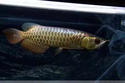 過背金龍魚20cm多少錢一條：20cm過背金龍魚價格詳情：20cm過背金龍魚價格 金龍魚百科 第5張