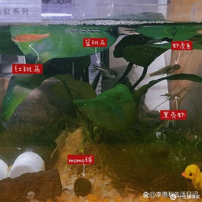 惠利得（HUILIDE）魚缸：惠利得魚缸材質(zhì)對(duì)比分析惠利得魚缸材質(zhì)對(duì)比分析 魚缸百科 第4張