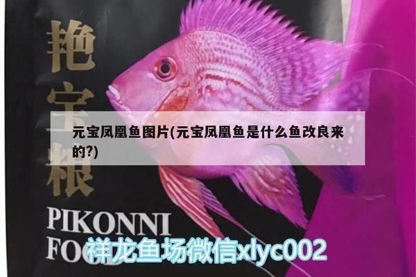 元寶鳳凰魚能繁殖嗎圖片：元寶鳳凰魚繁殖成功率提高,元寶鳳凰魚繁殖后護(hù)理要點(diǎn) 元寶鳳凰魚百科 第5張