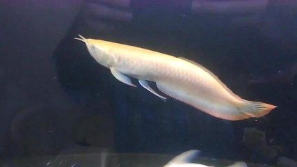 高檔龍魚(yú)：如何辨別一條真正的高檔龍魚(yú) 水族問(wèn)答 第2張