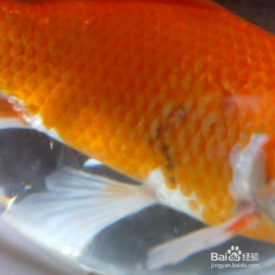 金龍魚魚尾開叉什么原因：金龍魚魚尾開叉可能由以下幾個原因造成：金龍魚魚尾開叉 金龍魚百科 第4張