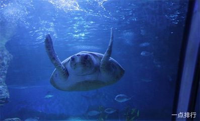 世界十大水族館：世界十大水族館之一，世界上最大的水族館之一，游客超2000萬(wàn) 水族館百科（水族館加盟） 第1張