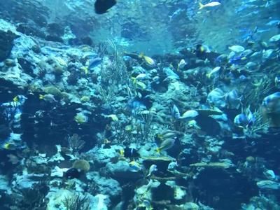 世界十大水族館：世界十大水族館之一，世界上最大的水族館之一，游客超2000萬(wàn) 水族館百科（水族館加盟） 第3張