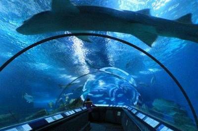 世界十大水族館：世界十大水族館之一，世界上最大的水族館之一，游客超2000萬 水族館百科（水族館加盟） 第4張