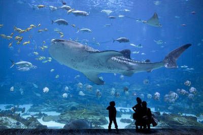 世界十大水族館：世界十大水族館之一，世界上最大的水族館之一，游客超2000萬 水族館百科（水族館加盟） 第5張