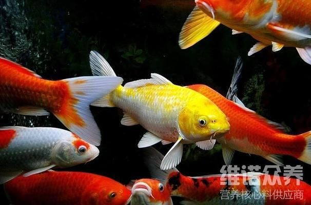 觀賞魚飼料成分對比表：觀賞魚飼料成分對比表， 觀賞魚百科 第2張