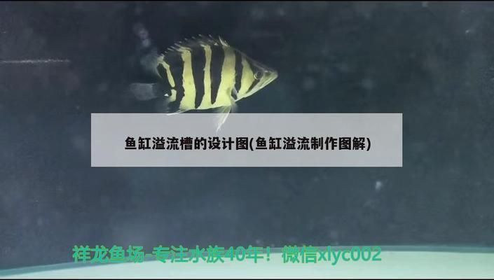 魚缸流水設(shè)計(jì)：魚缸流水設(shè)計(jì)風(fēng)水布局魚缸流水設(shè)計(jì)美觀技巧 魚缸百科 第2張