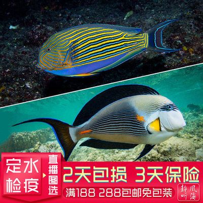 觀賞魚運(yùn)輸保險(xiǎn)購買指南：觀賞魚運(yùn)輸保險(xiǎn)購買流程 觀賞魚百科 第4張