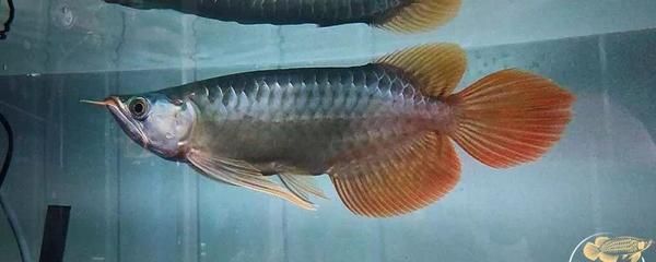 夏季金龍魚換水頻率調(diào)整：夏季金龍魚換水頻率的具體調(diào)整建議 金龍魚百科 第2張