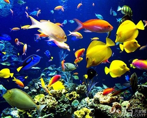 水族館里魚的種類圖片和介紹大全：水族館中的魚類種類