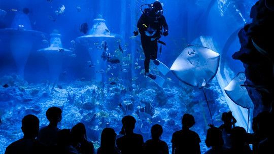 廣州水族館：廣州海洋館好玩嗎)廣州海洋館好玩嗎