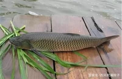 福魟魟魚(yú)養(yǎng)殖密度的最佳實(shí)踐：關(guān)于“福[需手動(dòng)填充][需手動(dòng)填充]魚(yú)養(yǎng)殖密度的最佳實(shí)踐”的探討 魟魚(yú)百科 第1張