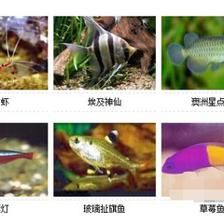 亞馬遜河觀(guān)賞魚(yú)種類(lèi)介紹：亞馬遜河特有的觀(guān)賞魚(yú)種類(lèi)介紹亞馬遜河觀(guān)賞魚(yú)繁殖方法