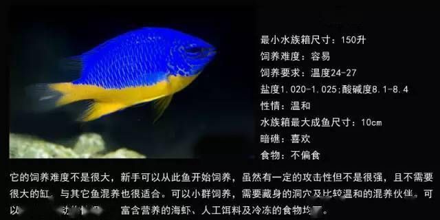 不同觀賞魚對鹽的需求差異：不同觀賞魚對鹽的需求存在顯著差異對養(yǎng)魚愛好者來說非常重要