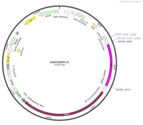 CRISPR-Cas9技術(shù)在BD魟魚上的具體操作：crispr-cas9技術(shù)在bd魟魚上的應(yīng)用 魟魚百科 第2張