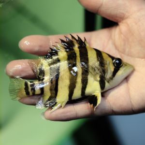 過背金龍魚苗圖片：紫底過背金龍魚特點,藍底過背金龍魚價格對比,高品質(zhì)過背金龍魚挑選方法 金龍魚百科 第4張