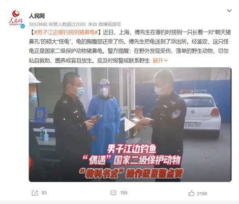 豬鼻龜是瀕危動物嗎為什么不能養(yǎng)：為什么豬鼻龜被禁止銷售