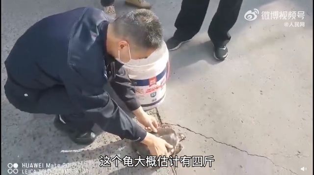 豬鼻龜是瀕危動物嗎為什么不能養(yǎng)：為什么豬鼻龜被禁止銷售