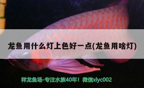 龍魚用什么燈光養(yǎng)最好活：關于龍魚燈光養(yǎng)護的詳細建議