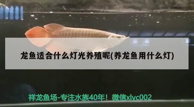 龍魚用什么燈光養(yǎng)最好活：關于龍魚燈光養(yǎng)護的詳細建議