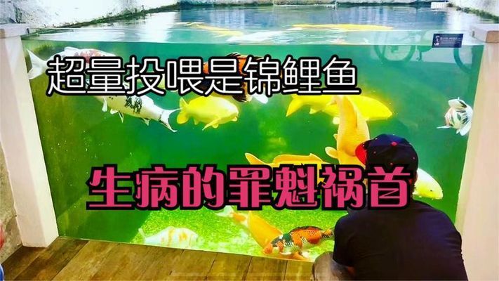 給龍魚換魚缸：為龍魚更換魚缸的具體步驟與注意事項(xiàng) 水族問答 第1張