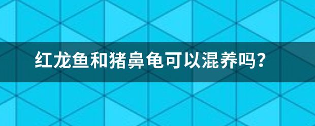 豬鼻龜能和紅龍一起養(yǎng)嗎圖片：豬鼻龜與紅龍魚一起養(yǎng)嗎 豬鼻龜百科 第11張