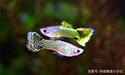 觀賞魚常見疾病預(yù)防措施：觀賞魚常見疾病預(yù)防措施包括以下幾點：1)保持水質(zhì)清潔 觀賞魚百科 第3張