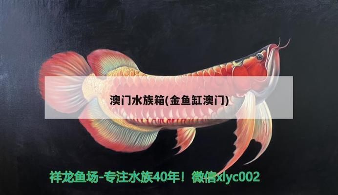 澳門水族批發(fā)市場：澳門水產(chǎn)品批發(fā)市場 全國觀賞魚市場 第7張