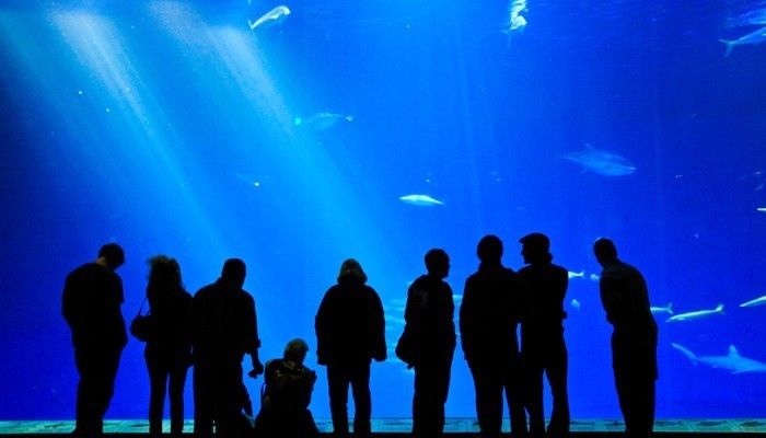 哪的水族館好：上海海洋水族館 水族館百科（水族館加盟） 第5張