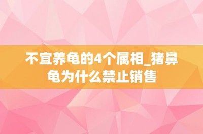 豬鼻龜怎么買不到了：2020年豬鼻龜為什么買不到了豬鼻龜還有賣嗎 豬鼻龜百科 第3張