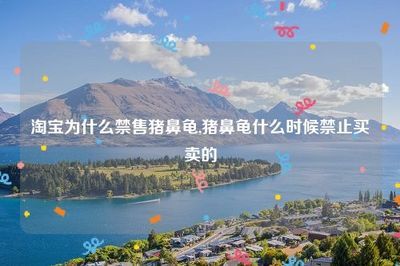 豬鼻龜怎么買不到了：2020年豬鼻龜為什么買不到了豬鼻龜還有賣嗎 豬鼻龜百科 第1張