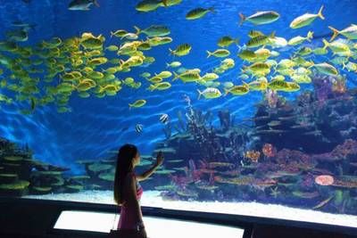 孝感水族館：孝感水族館孝感海洋水族館 全國觀賞魚市場 第1張