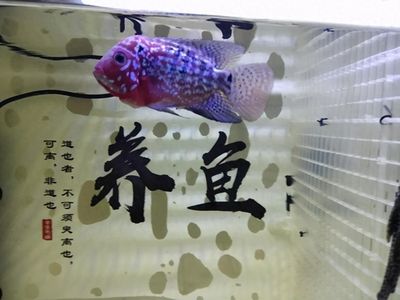 魚缸燈光顏色對(duì)魚的影響：如何防止魚缸藻類爆發(fā)，魚缸燈光對(duì)水質(zhì)的具體影響 魚缸百科 第4張