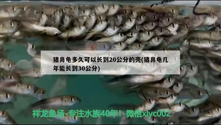 豬鼻龜幾年能長到30公分高嗎：豬鼻龜多久可以長到20公分的殼 豬鼻龜百科 第2張