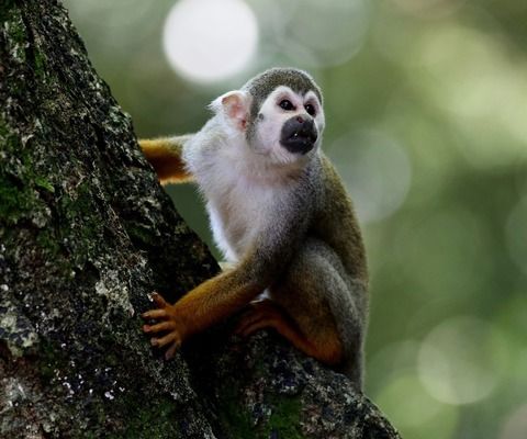 豬鼻龜是野生動物嗎為什么：豬鼻龜是野生動物嗎 豬鼻龜百科 第2張