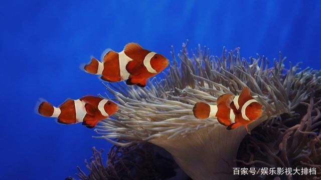 觀賞魚種源保護措施：觀賞魚種源保護 觀賞魚百科 第5張