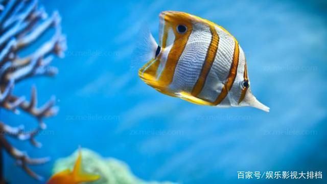 觀賞魚種源保護措施：觀賞魚種源保護 觀賞魚百科 第4張